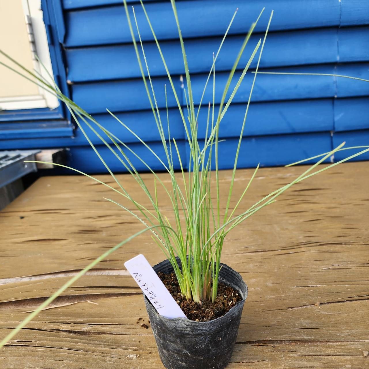 5種セット】【鉢ごと発送】 ダシリリオン 5種 2025.6.29Dr1