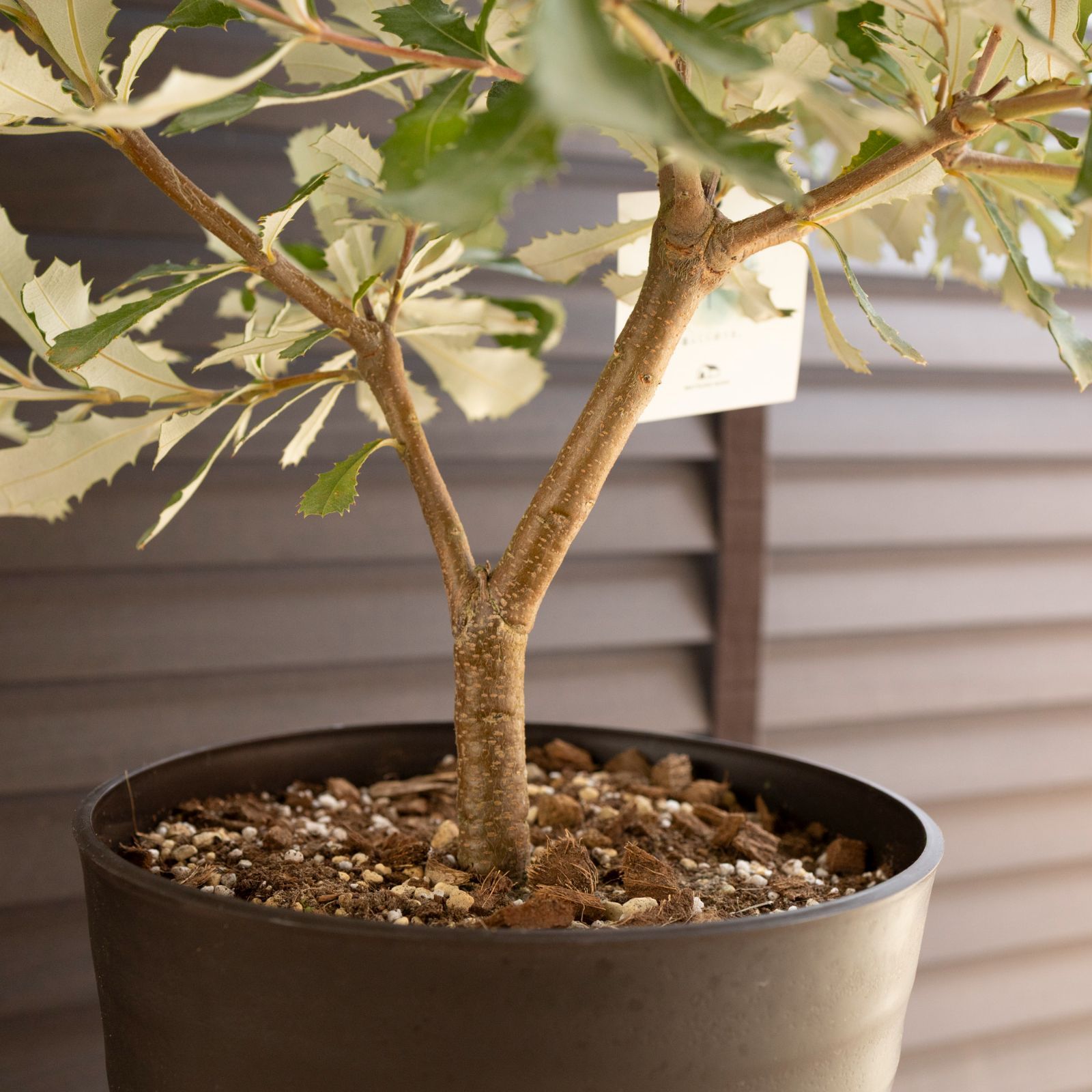 バンクシアコースト　特大サイズ 楽天市場】【バンクシア】コースト オージープランツ 本株立ち 自然樹