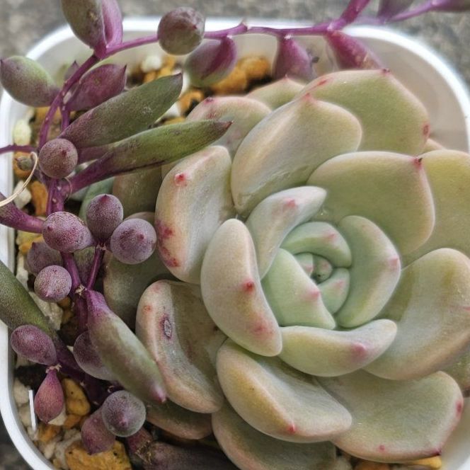 タ*ボ様 マミラリア☘️エルサム ・希少です✨✨(メルカリ便^^) サボテン マミラリア エルサム - メルカリ