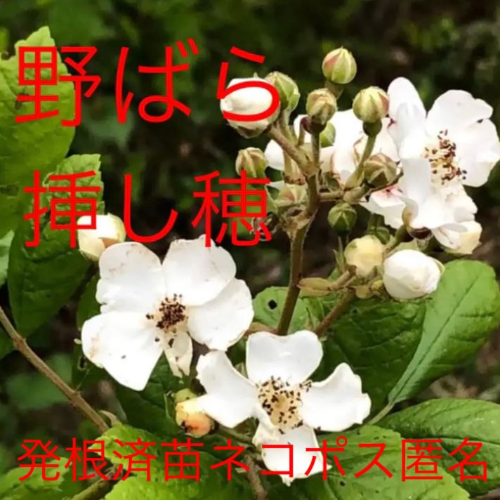 ノイバラ(トゲ無し野薔薇)の挿し木苗 1株 - その他