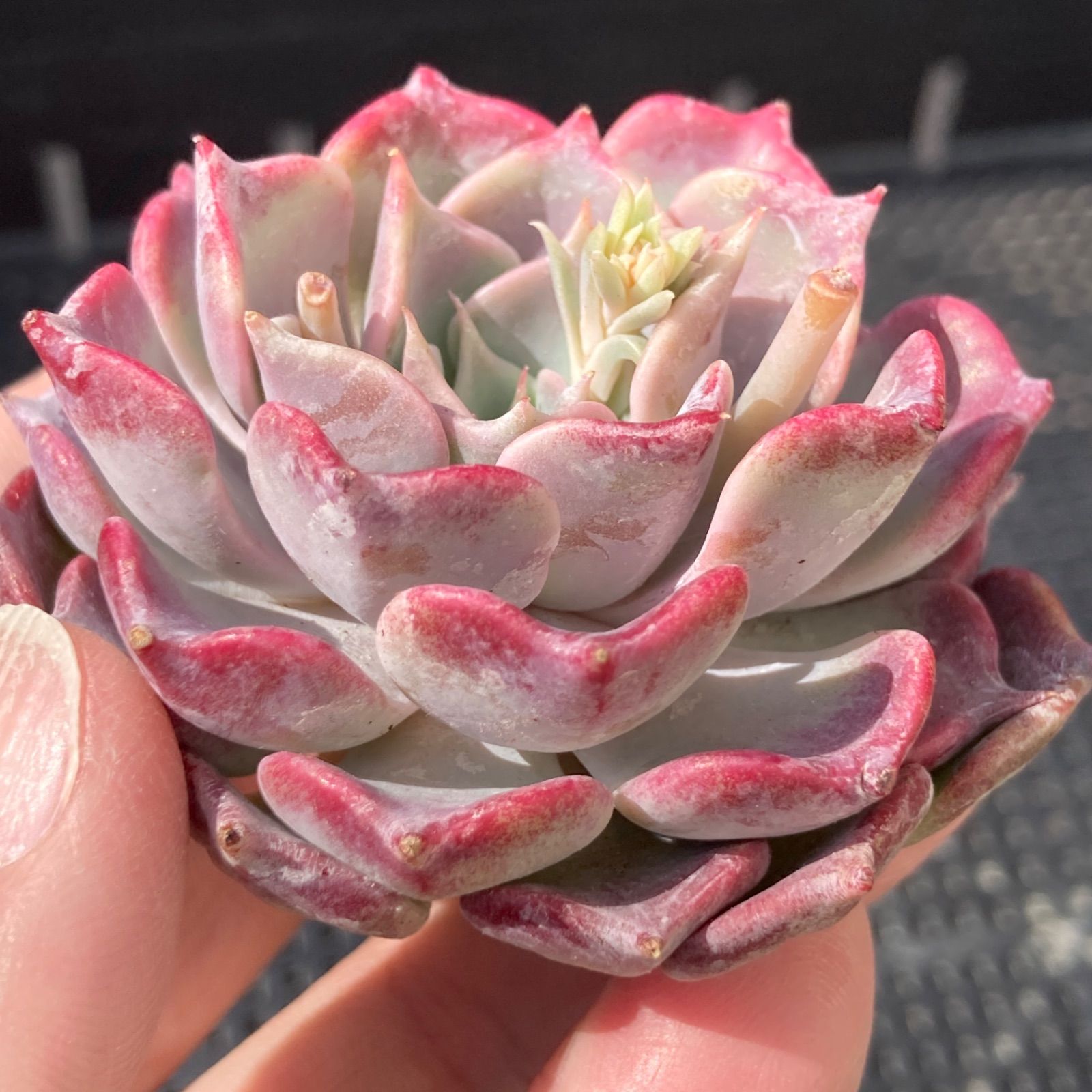 新入荷・送料込】エケベリア 韓国苗 フリップ 多肉植物|ポコ 新入荷・送料込】エケベリア 韓国苗 フリップ 多肉植物|ポコ