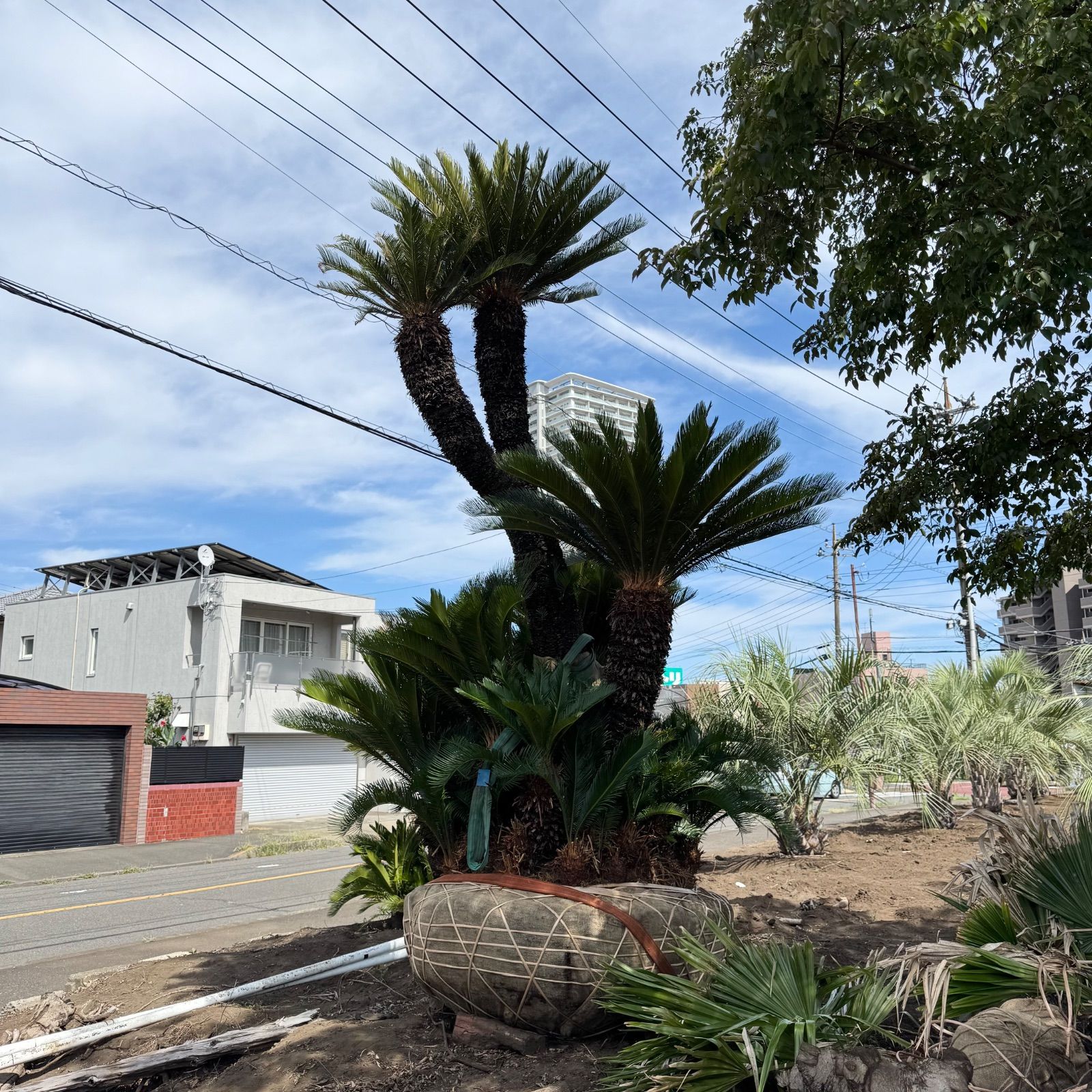 特大ソテツ 楽天市場】【現品発送】ソテツ（蘇鉄) 特大 幹太 12号フレグラー鉢植え