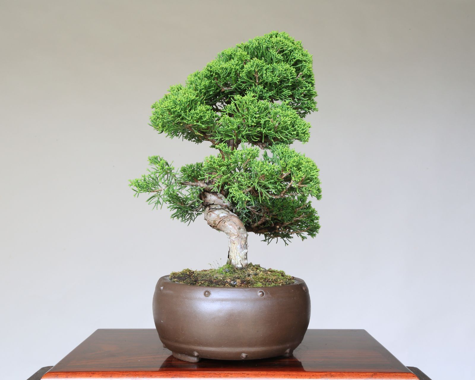 真柏 松柏