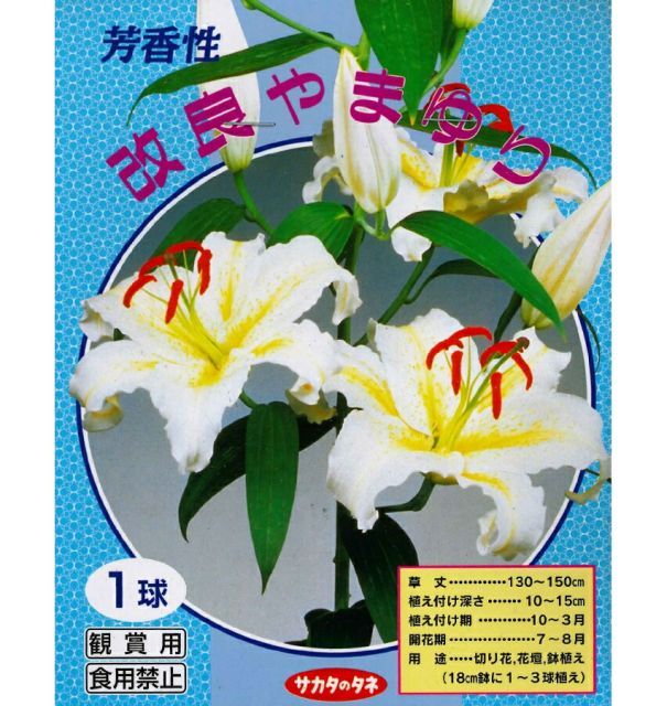 秋植え球根～春植え球根 改良 山ゆり オーラタムゴールドバンド 1球