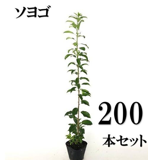 200本セット ソヨゴ樹高0.5m前後10.5cmポット