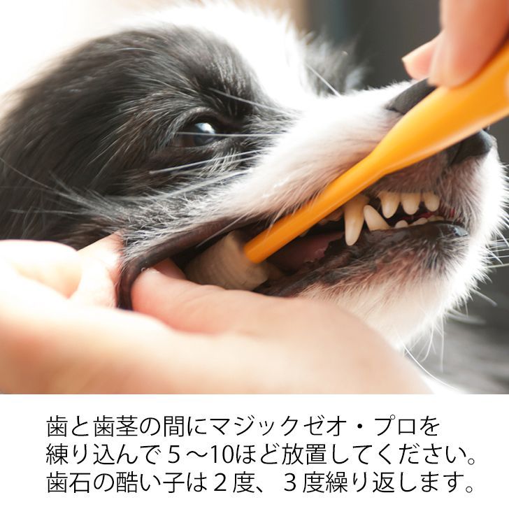 犬はみがき ケア