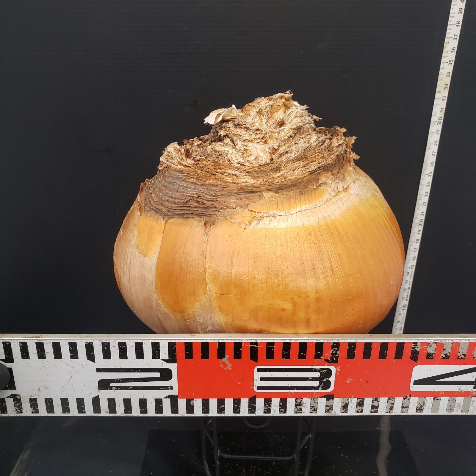 Z415 最新到着 Boophane ハエマンソイデス ML 現地球 抜き苗 球根植物 ブーファン ハエマンソイデス