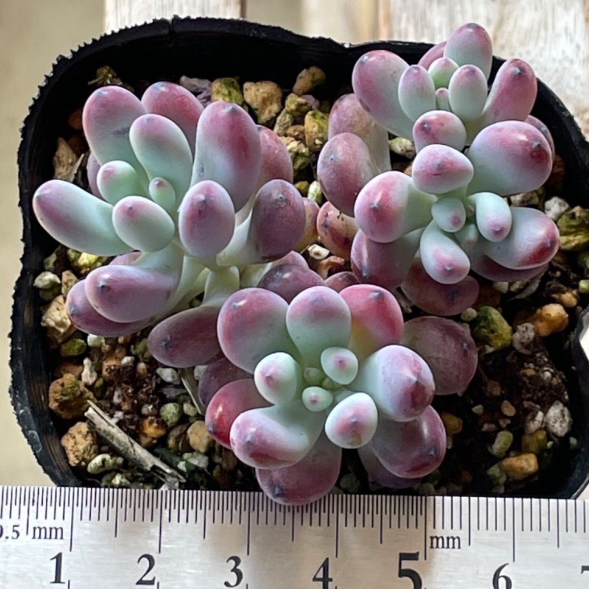 多肉植物 コミックトム❣️抜き苗 - メルカリ