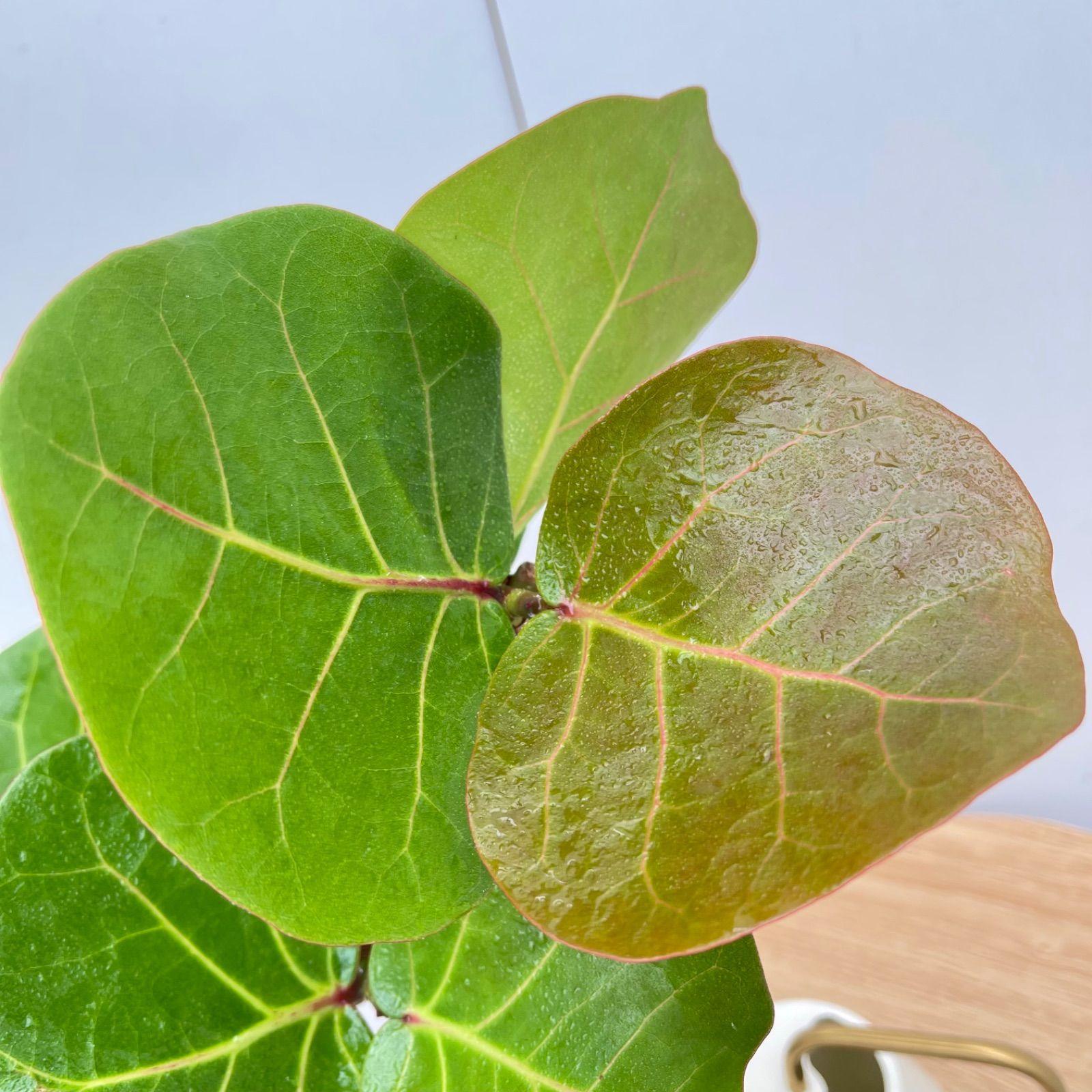 現品 観葉植物
