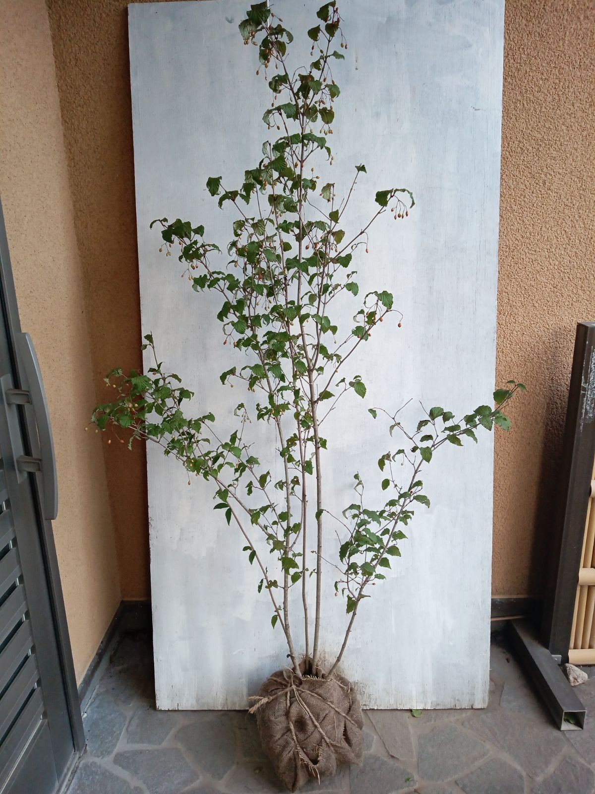 オトコヨウゾメ株立ち① ショップ オトコヨウゾメ株立ち①