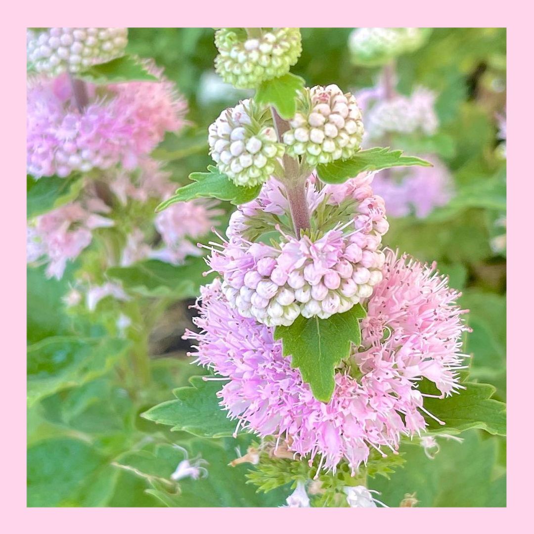 育て方付き❀面白い多年草*段菊ピンク*花の種 - インテリア小物