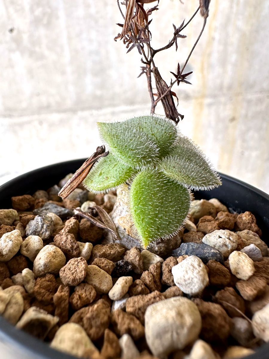 現品限り】チレコドン・ノルティ【L4】 Tylecodon nolteei【植物】塊根