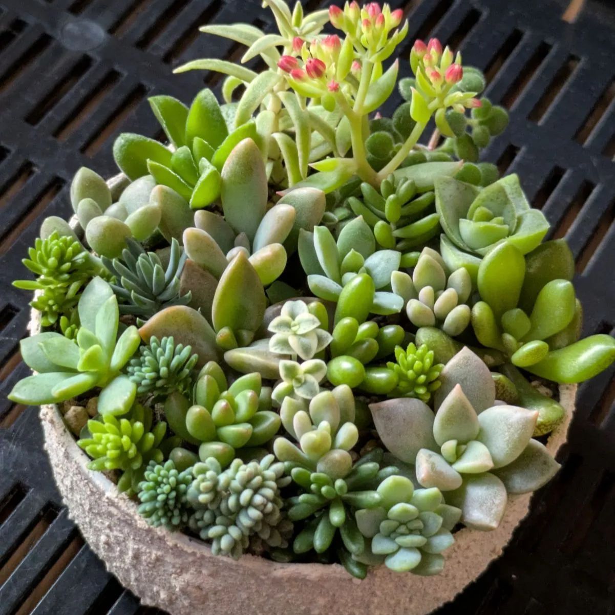 90-7　最終出品　【おまかせ】　多肉植物　カット苗　小さめ　90個以上 ミニ多肉！ 『 おまかせ 3品種セット 』 7.5〜9cmポット 《 多肉