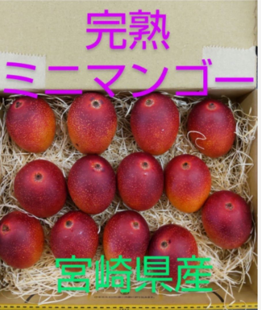 ミニマンゴー 850g〜900g前後 【 常温発送 】完熟 マンゴー 宮崎県産