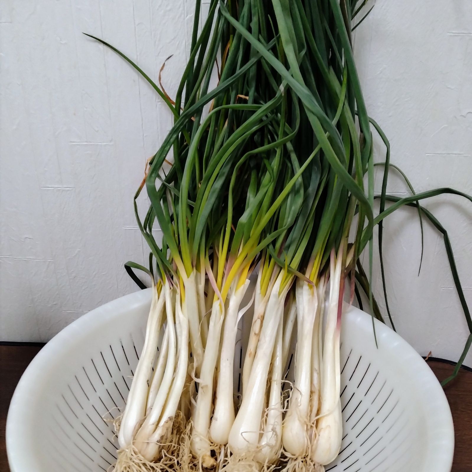 【約300g】皮むき済　エシャレット　若採れ　らっきょう　特産品