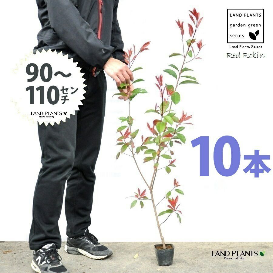 レッドロビン 3.5号 苗木 10本 高さ90～110cm 苗 苗木 苗ポット セイヨウカナメ カナメモチ 生垣