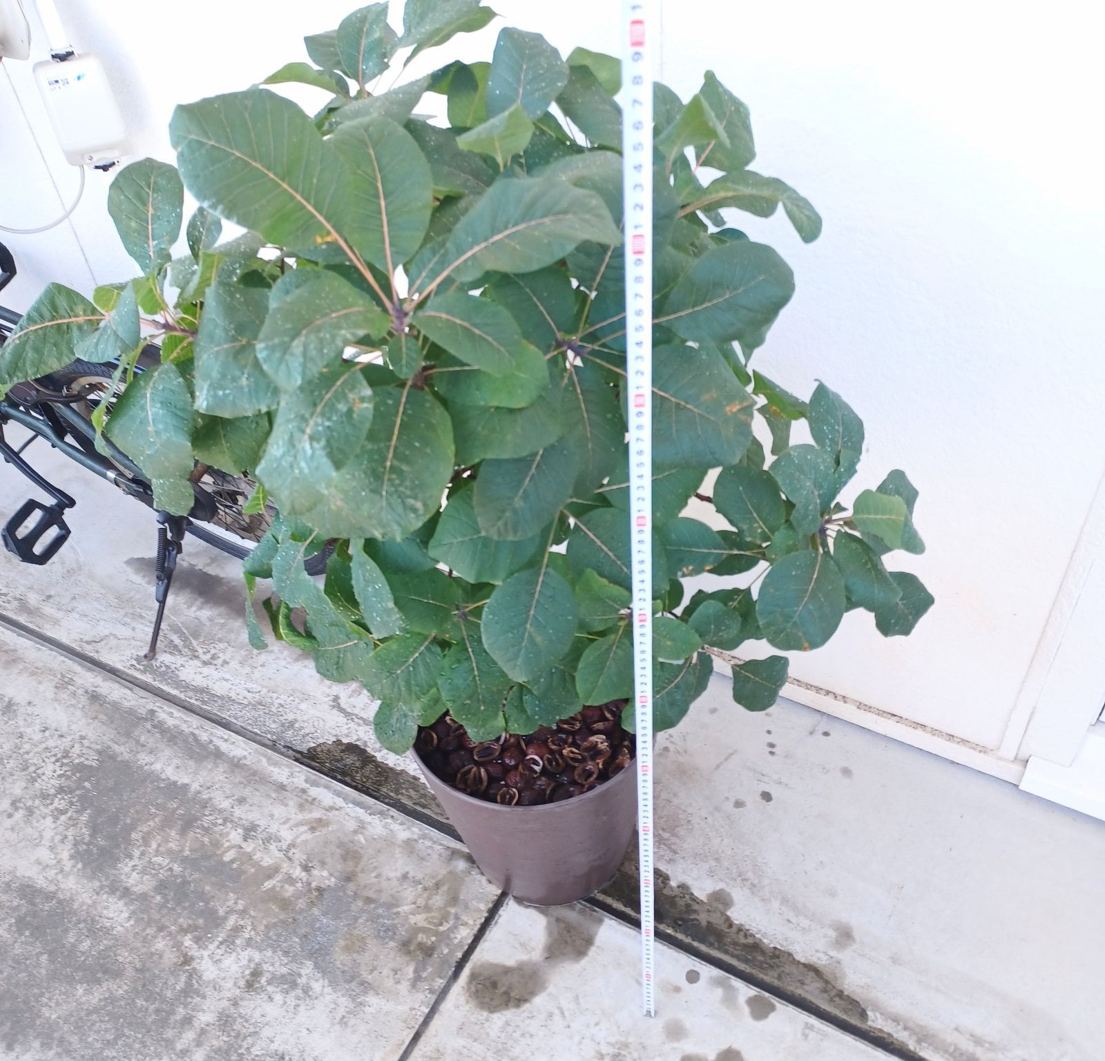 shiturae select スモークツリー グレース 鉢植えセット