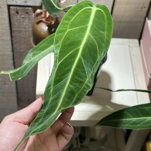 観葉植物 葉傷みあり アンスリウム ワロクアナム 3.5号スリット角鉢