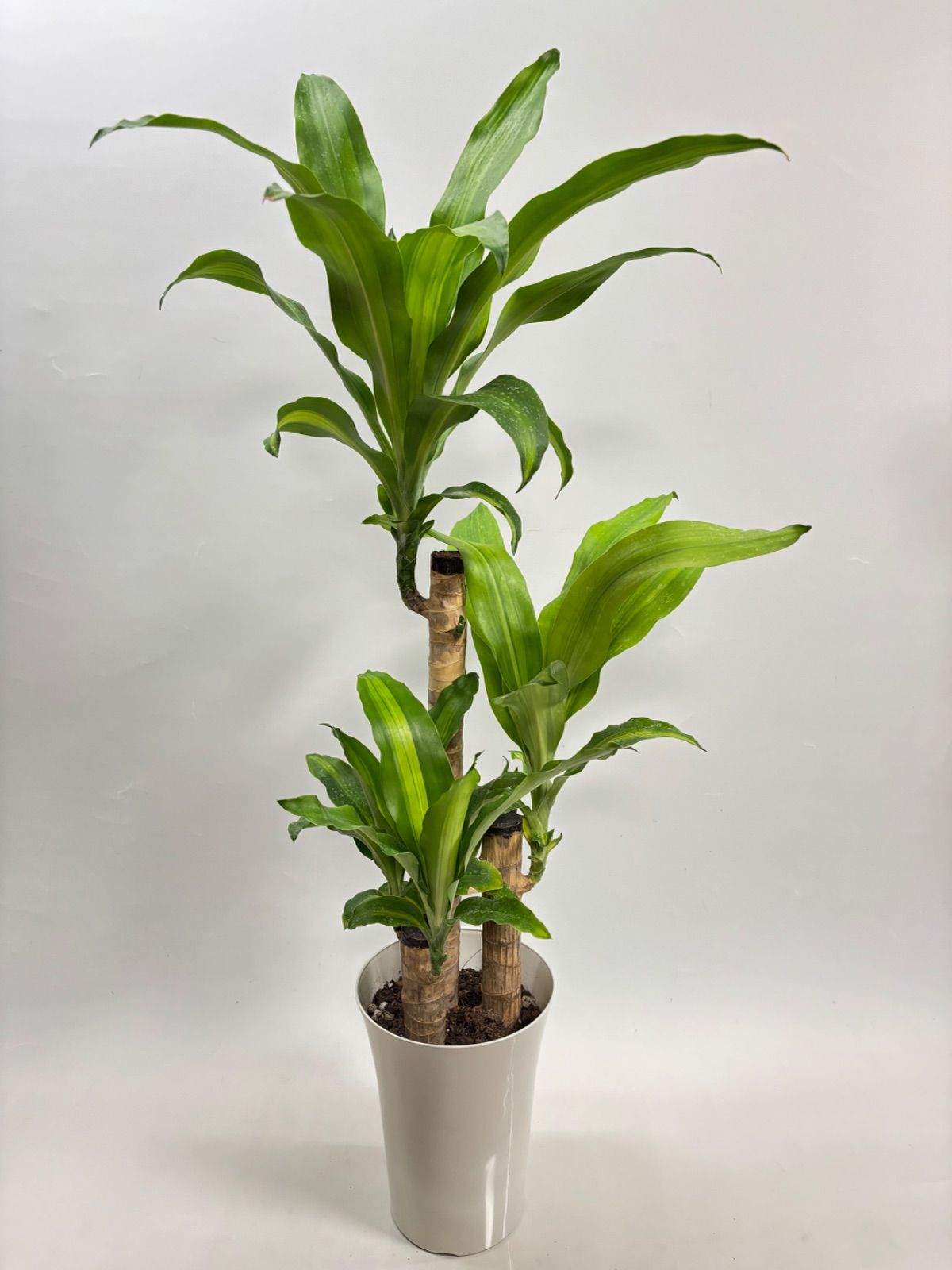 ✨️観葉植物 幸福の木✨️マッサンゲアナ ドラセナ スリム 3本立ち 