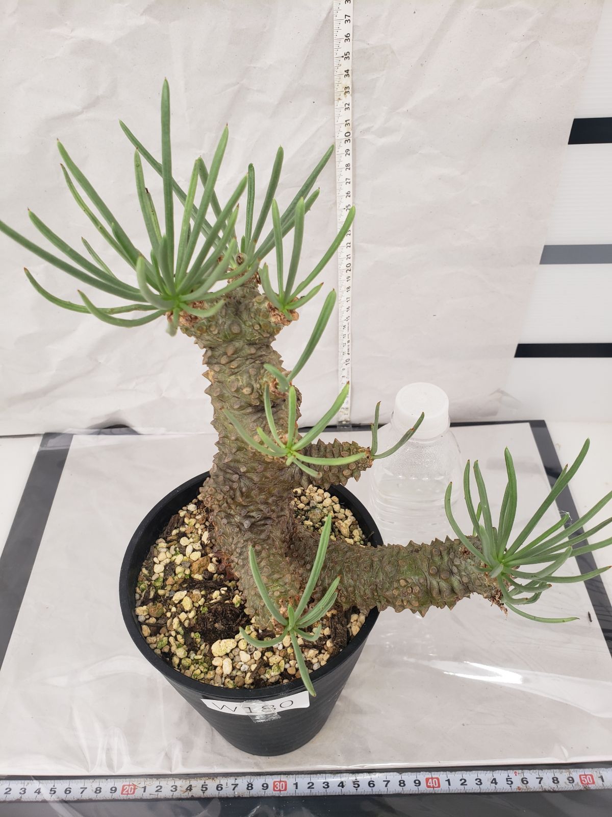 W180【自社養生・発根株】チレコドン ワリチー（現地球・鉢植え）【塊根植物】 - メルカリ