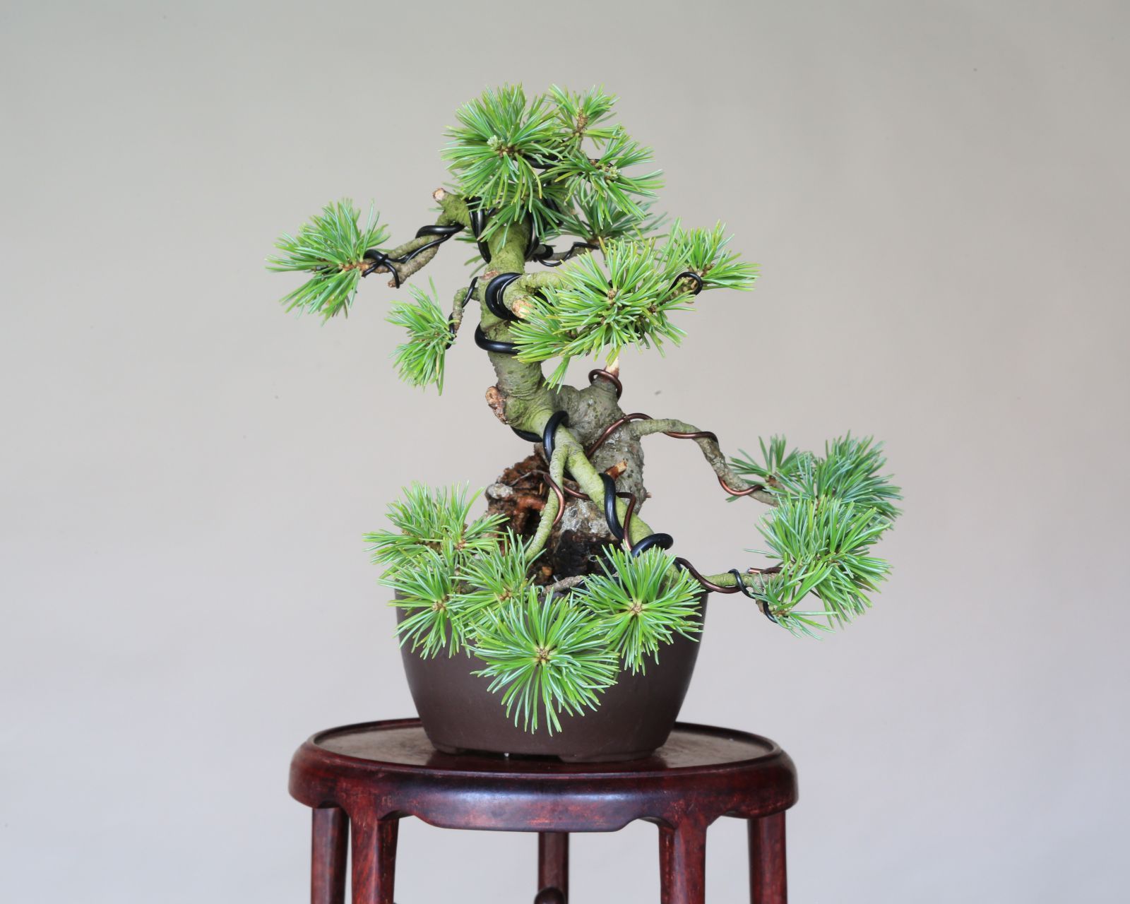 現品 盆栽