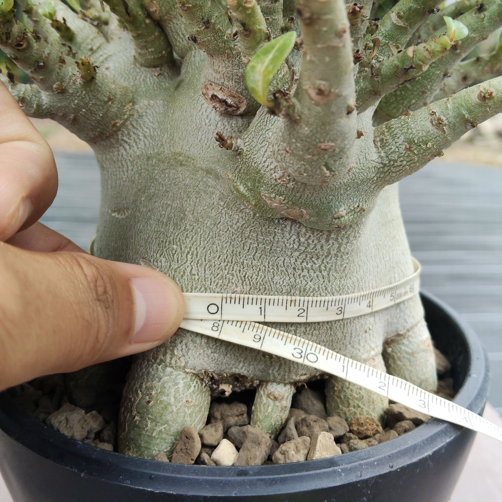 a79 アデニウム ドワーフ 塊根植物 コーデックス アラビカム アラビクム g-bnk 観葉植物 YUZUMIYA_COM