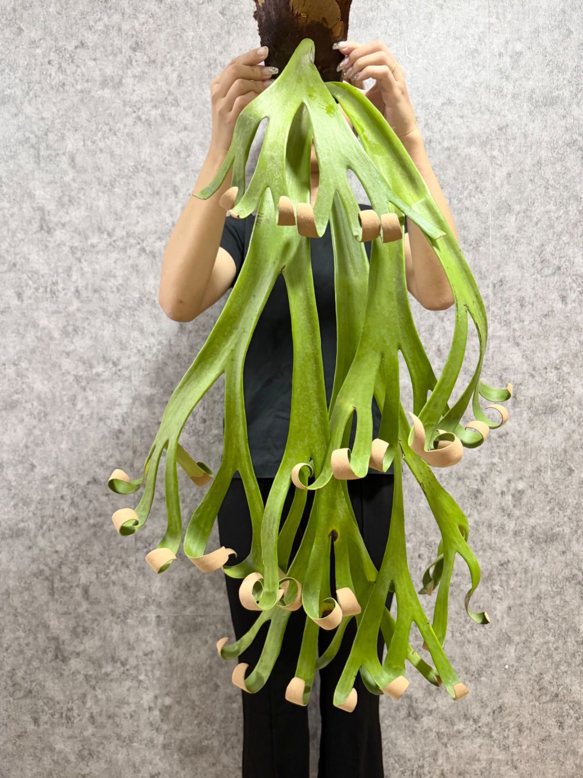 ビカクシダ ウィリンキー ワイルド株 フィンガーダンサー