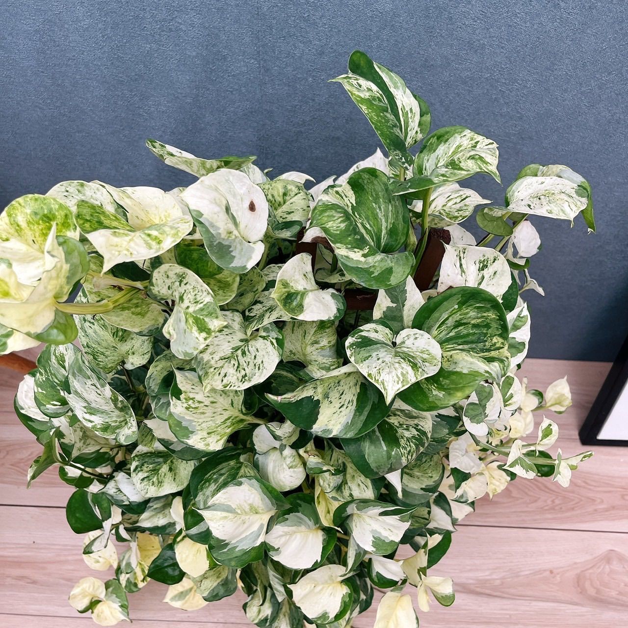 現品］【希少】9番 ♡かわいい♡ ポトス ステータス 7号 フェンス