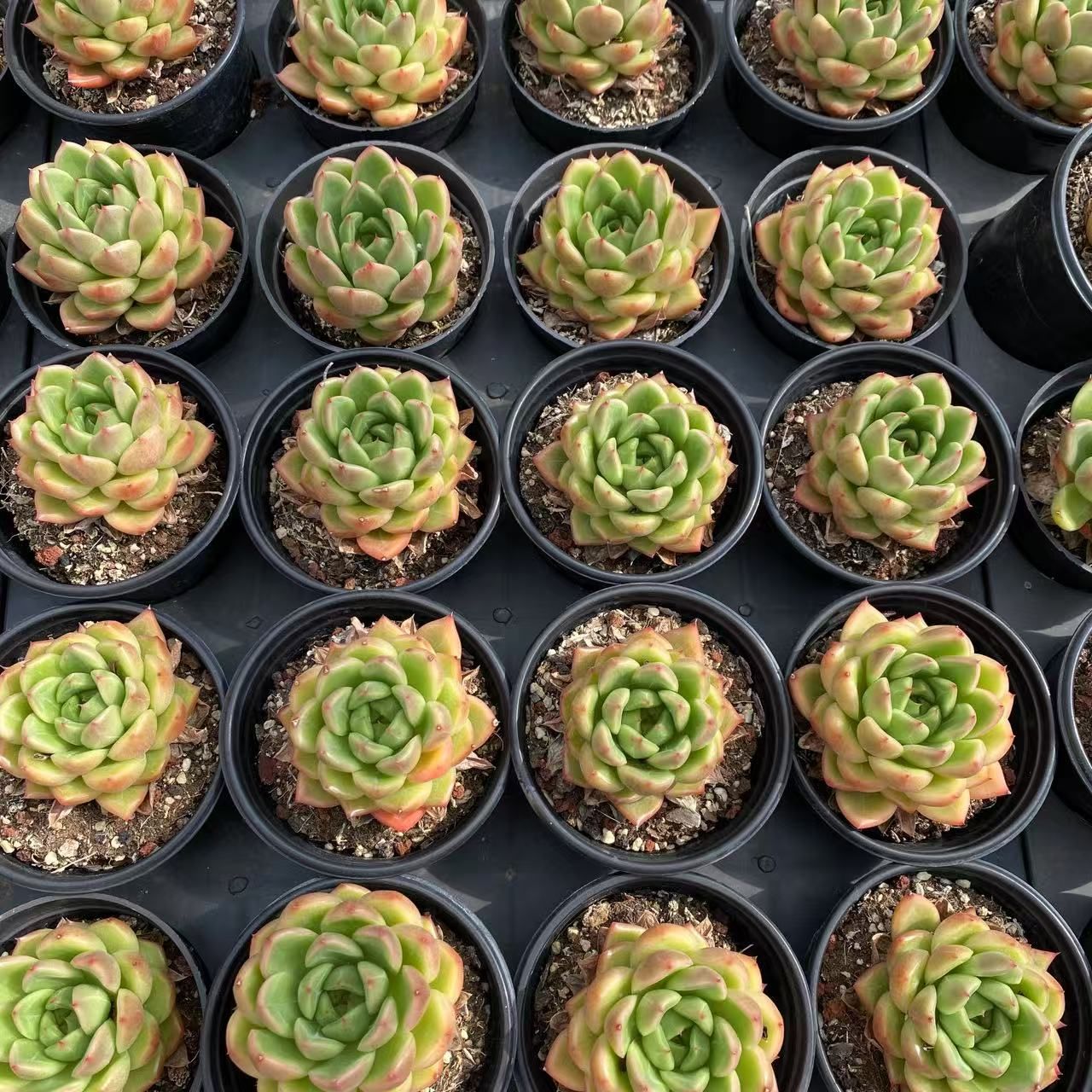 40株抜き苗セット】晴れた空ジェニー 多肉植物 佐川急便発送