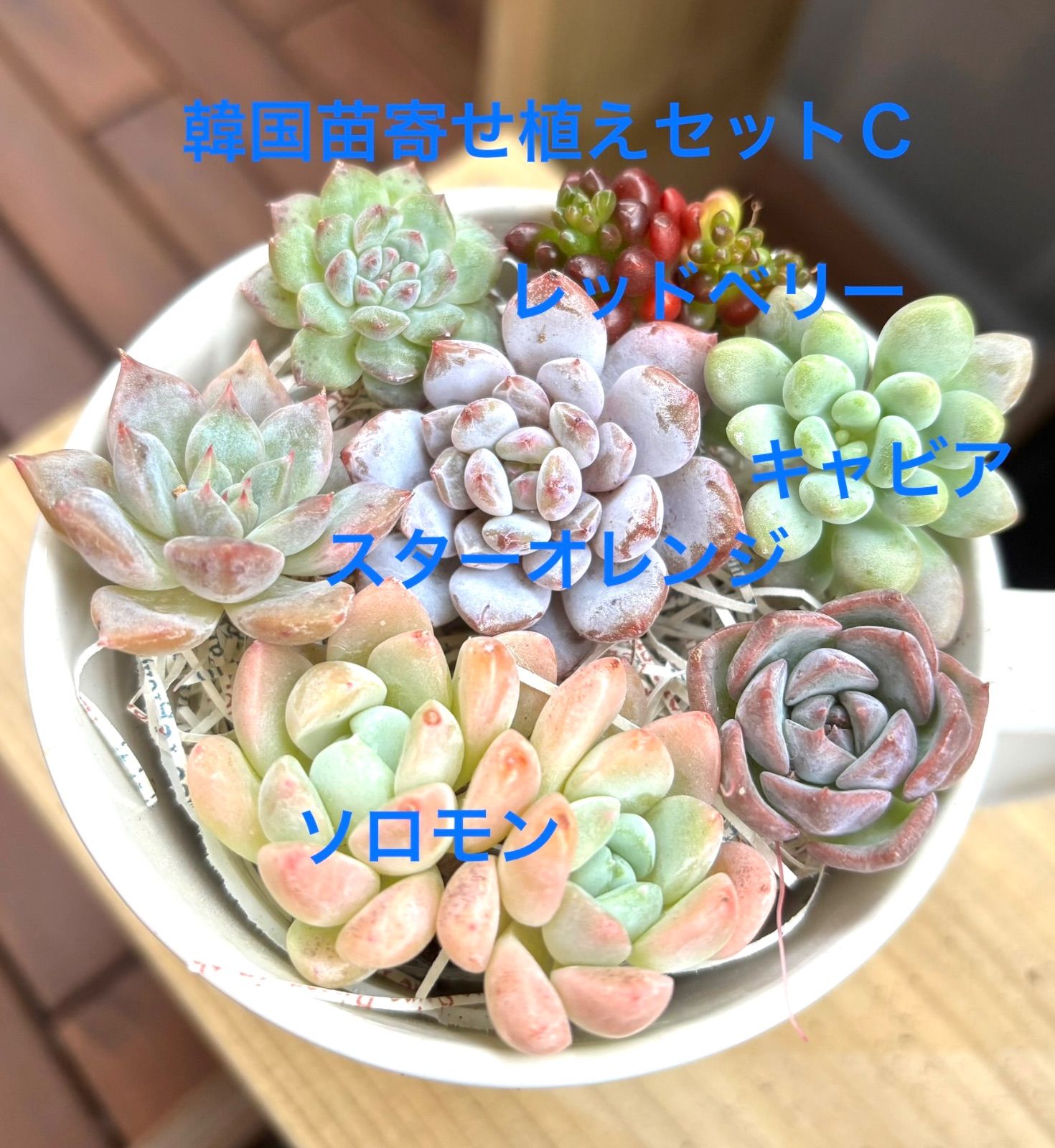 Ｃ韓国苗 カット苗 寄せ植えセット - メルカリ