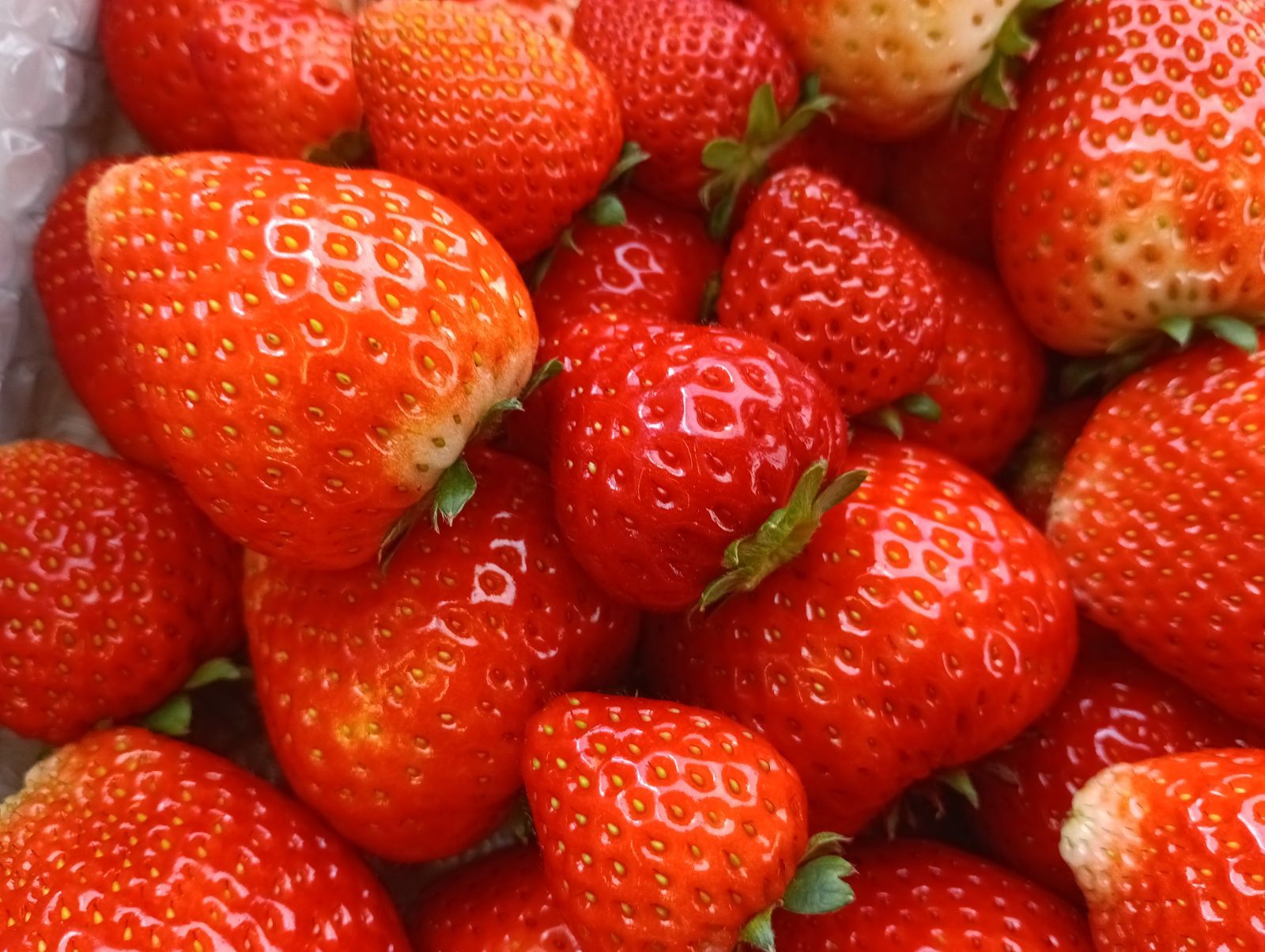 クール便込み 大量約4kg