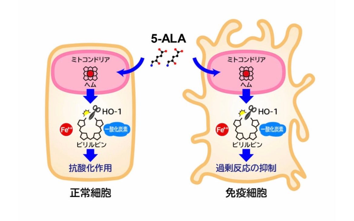 アミノレブリン酸 5-ALA 3個セット 免疫アップ www.onedamoveis.com.br