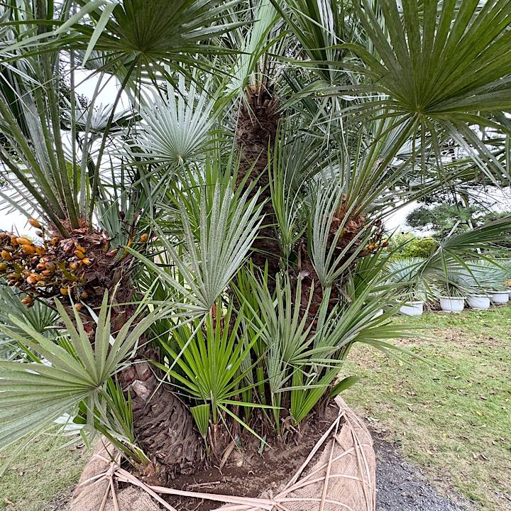 良樹形】 チャメロプス チャメロップス - メルカリ