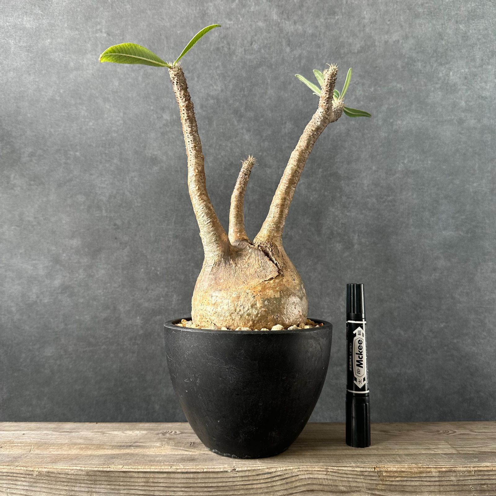 現地球・発根済L】パキポディウム グラキリス ハビタットスタイル 鉢