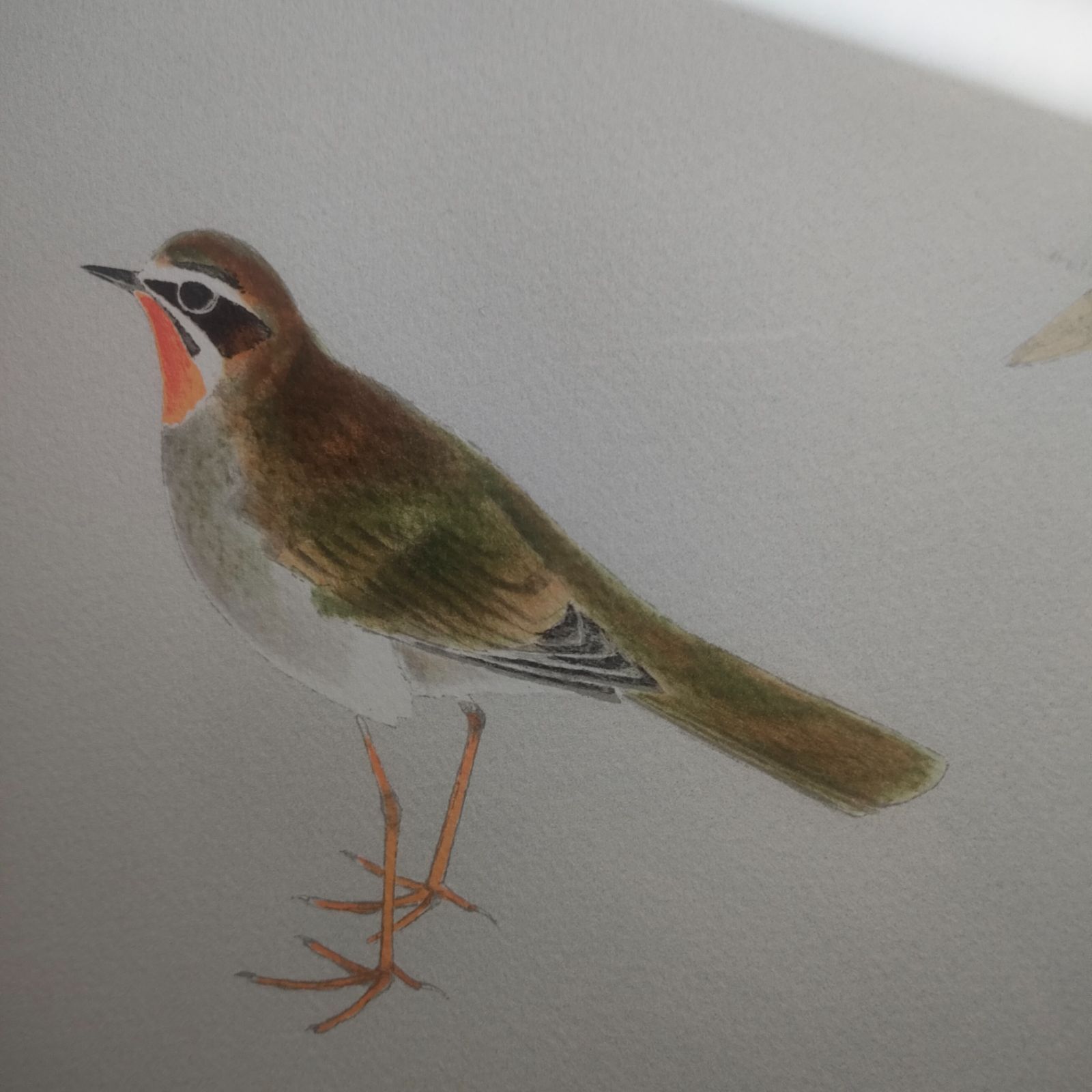 上村淳之　野駒　版画 上村淳之野駒版画