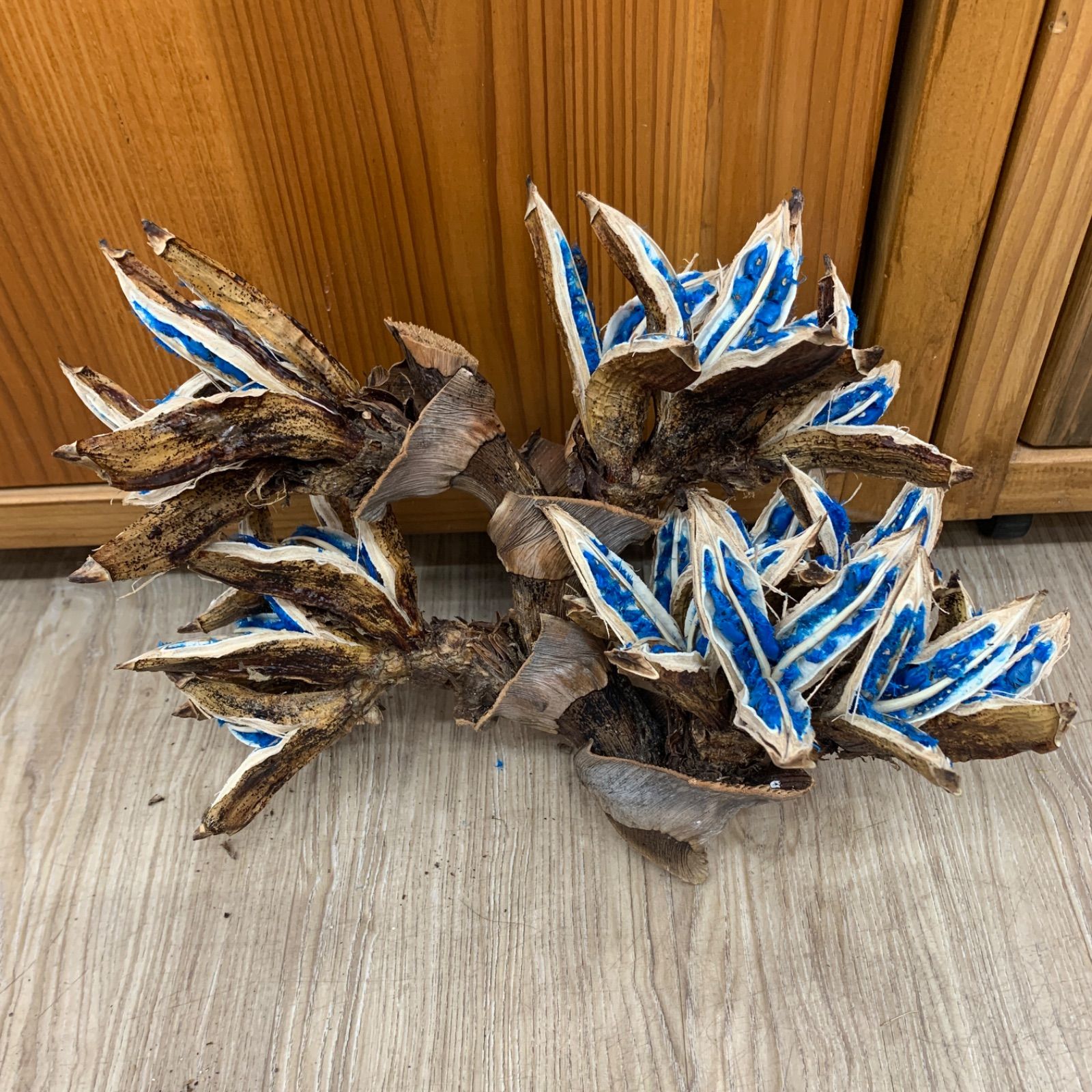 旅人の木Mサイズ 4節 旅人の木 Mサイズ 4節 - メルカリ