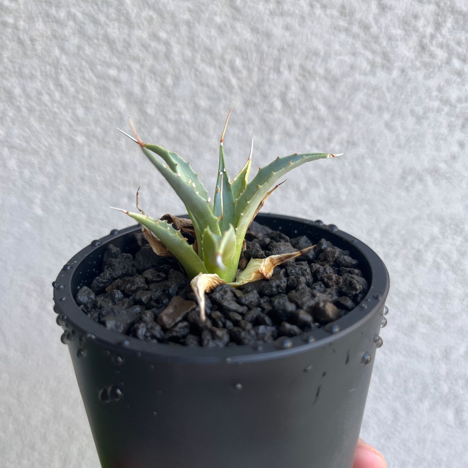 エボリスピナ ユタエンシス 実生 60〜80株 エボリスピナ ユタエンシス