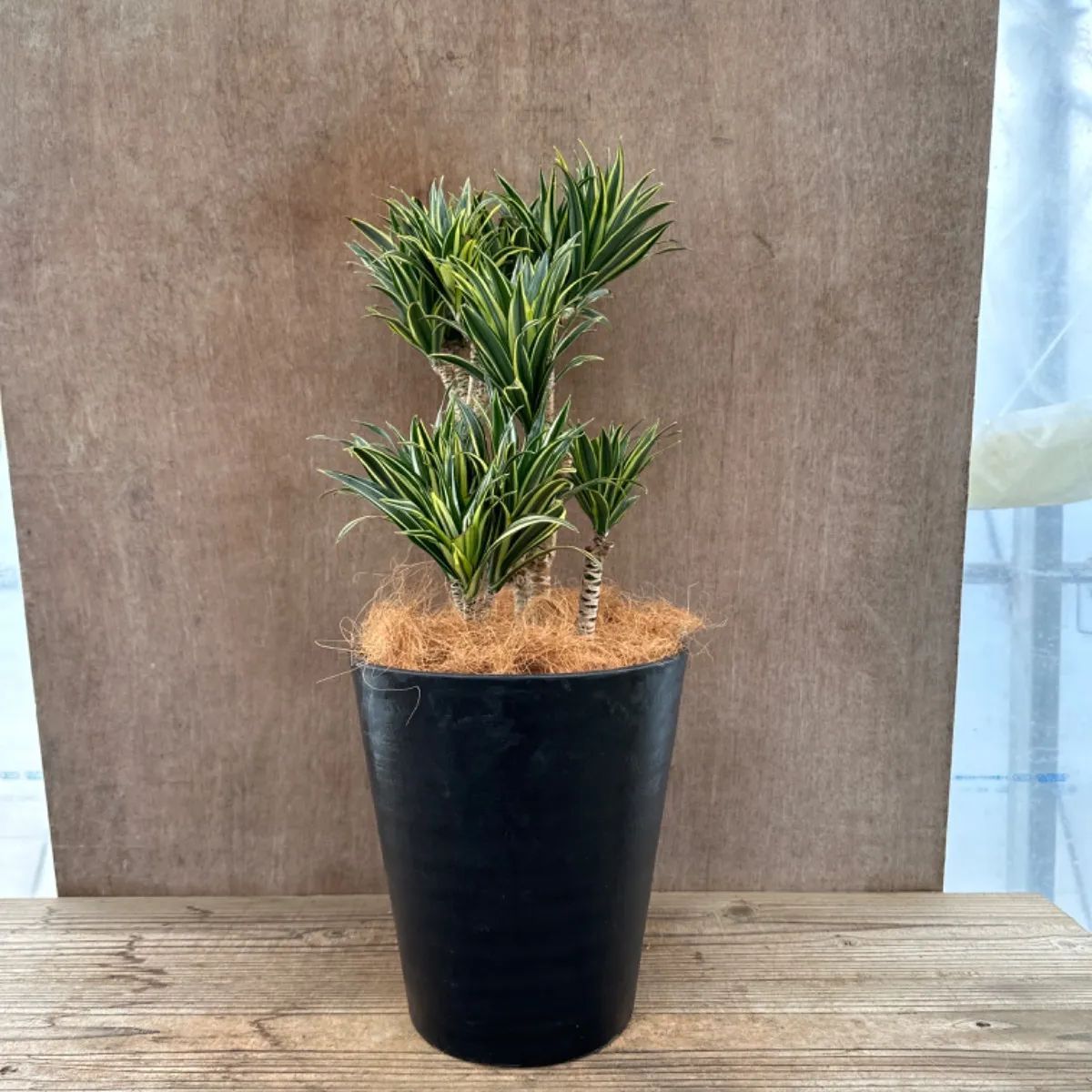 ドラセナコンパクタ 斑入り② 現品 観葉植物 観葉 植物 珍奇植物 珍奇 珍しい レア 希少 インテリア プレゼント おしゃれ かわいい おうち時間  グリーン アートプランツ - メルカリ