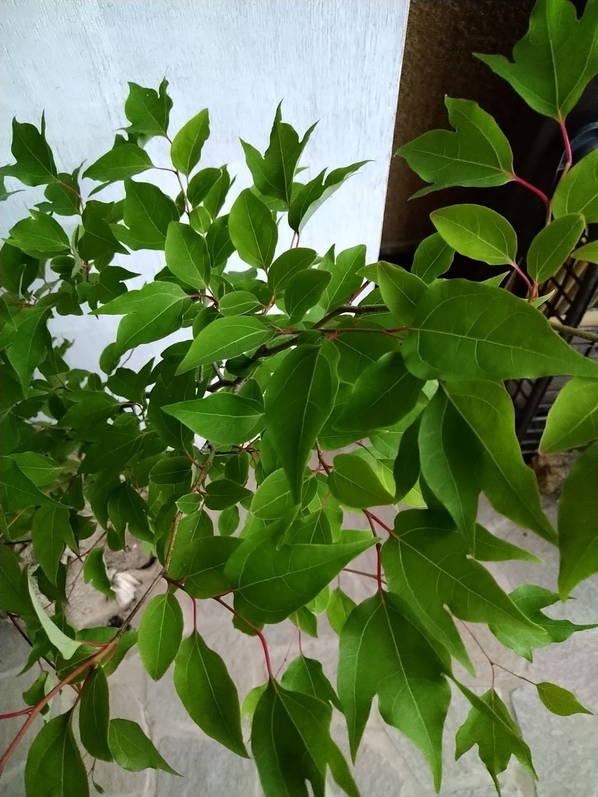 シロモジ株立ち大きめサイズ