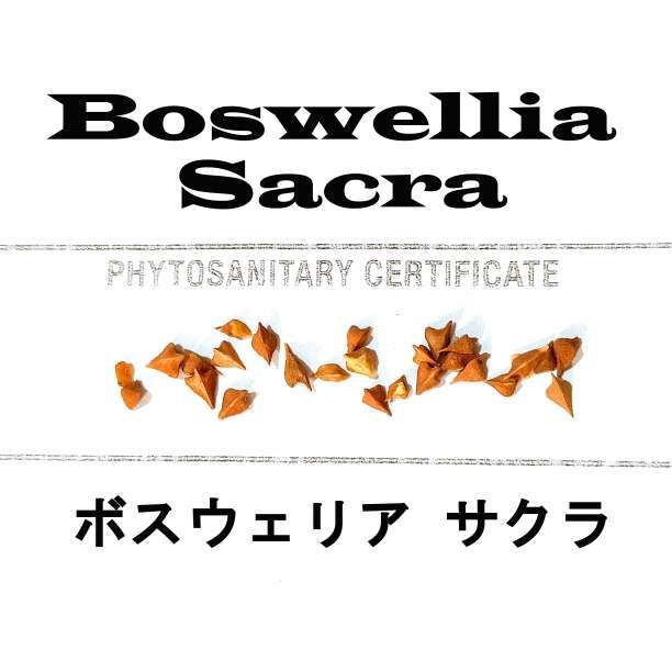1月入荷 5粒 ボスウェリア サクラ 証明書あり - メルカリ