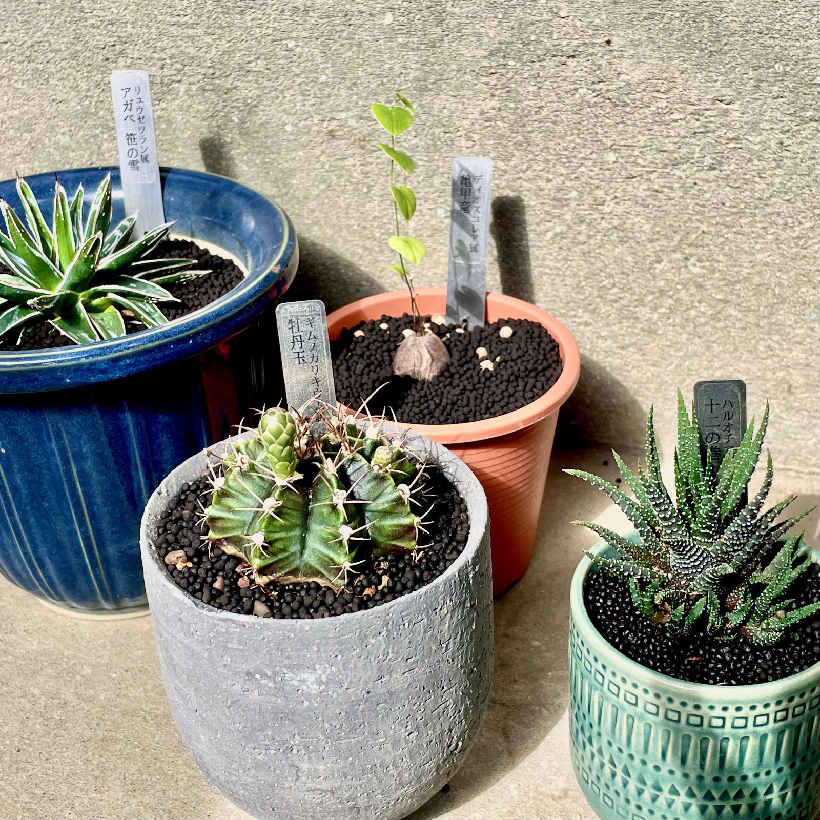 プランツタグ 50本入り I型（シングル） ステンレス - メルカリ