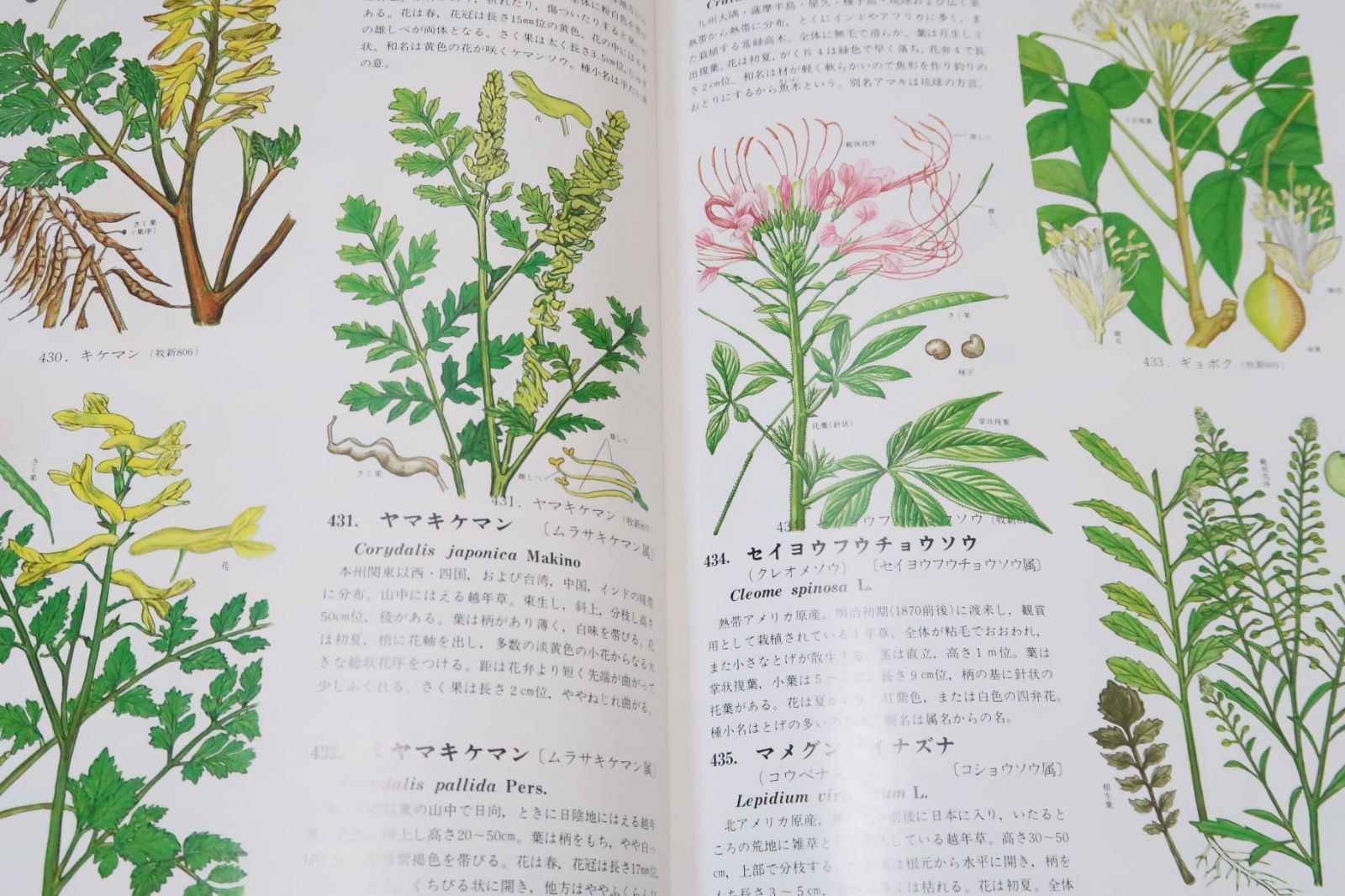 原色牧野植物大図鑑・2冊/牧野富太郎/日本の植物の原色図と