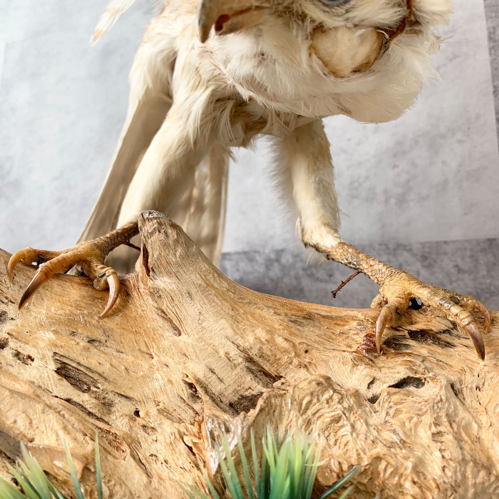 本州送料割あり】白鷹 松上鷹 タカ 剥製 動物 置物 飾り物 鑑賞