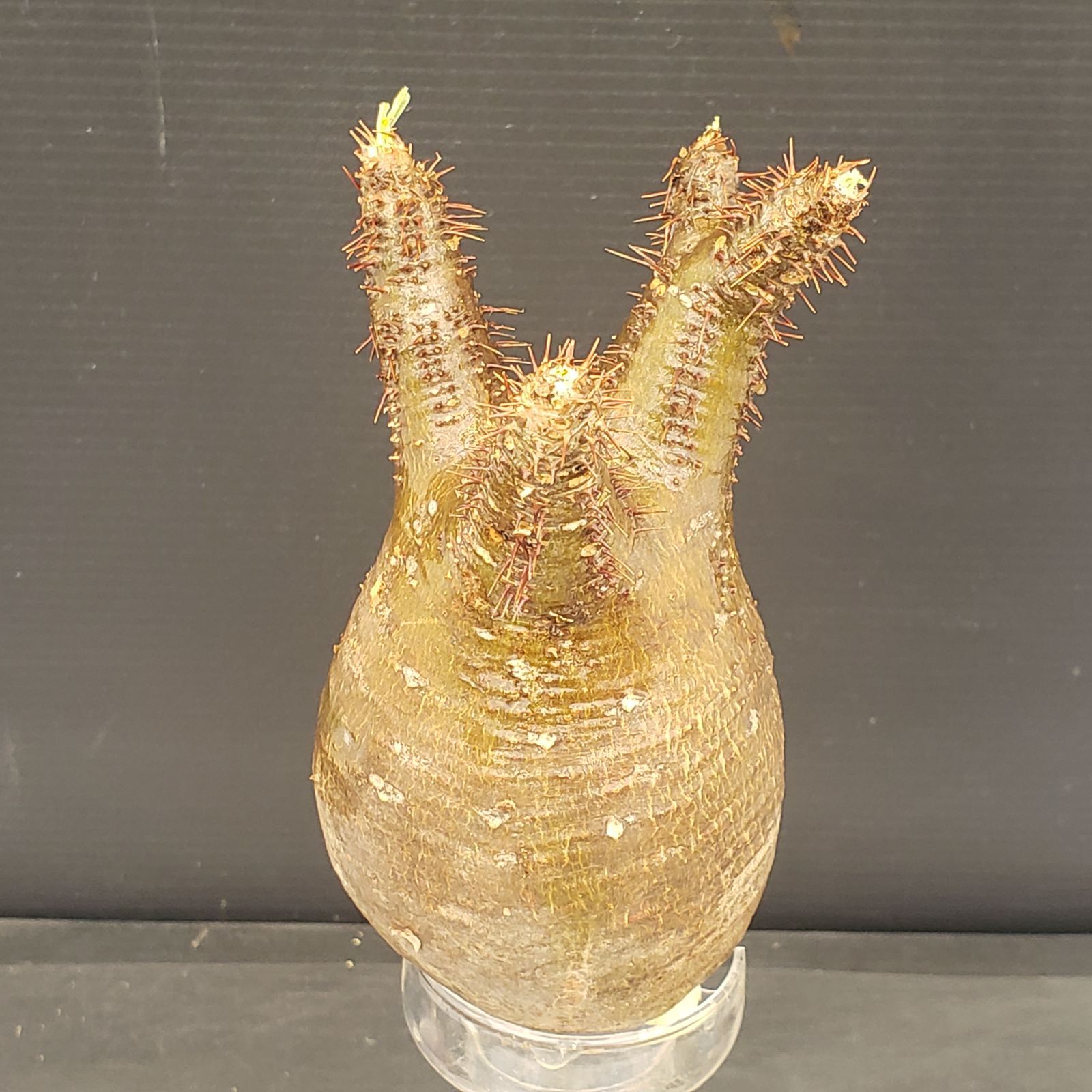 サ2039 「現地株」パキポディウム グラキリス S 抜き苗 現品限り