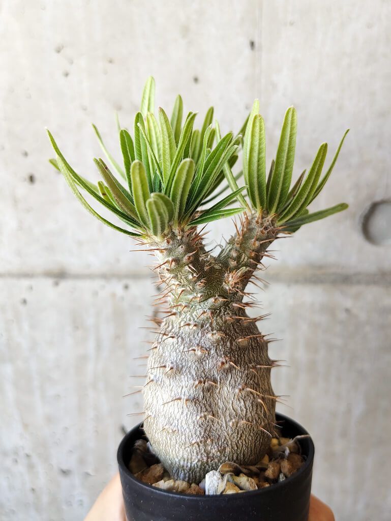 現品限り】パキポディウム・グラキリス 実生【V38】 Pachypodium