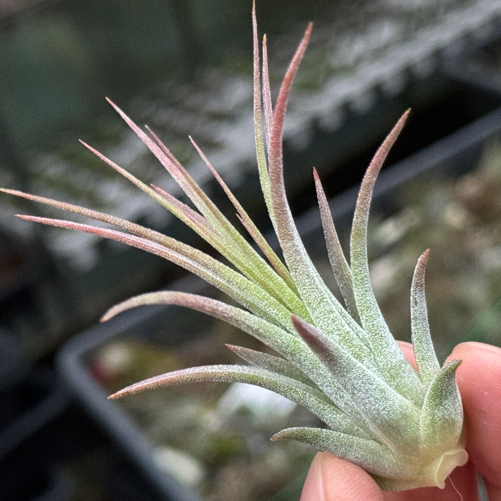 Tillandsia 'Tall Velvet' 石火 エアープランツ チランジア ／ イオナンタ トールベルベット (T.ionantha 'Tall Velvet