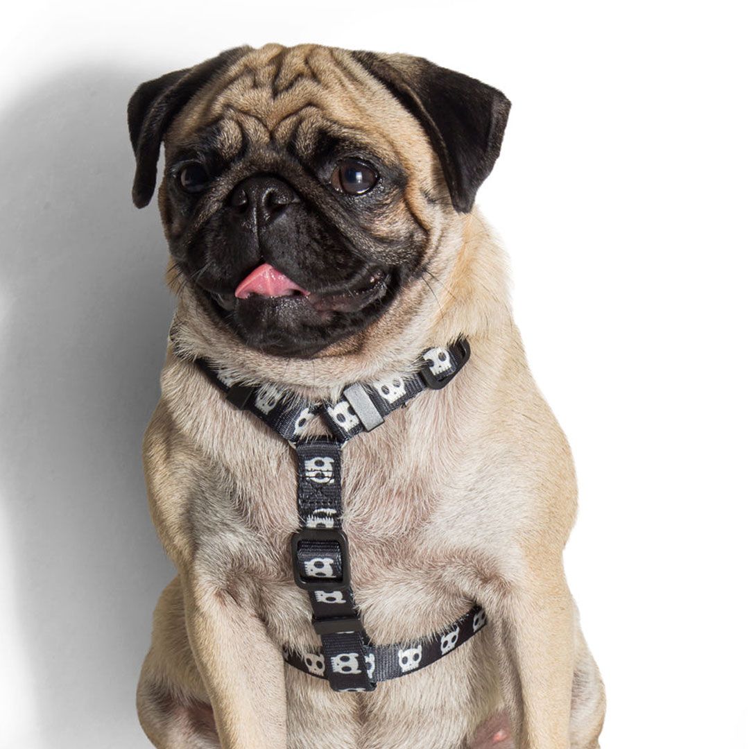 ワンコの写真 犬用品 ジードッグzee.dog H-HARNESS/Hハーネス SKULL(スカル) サイズL