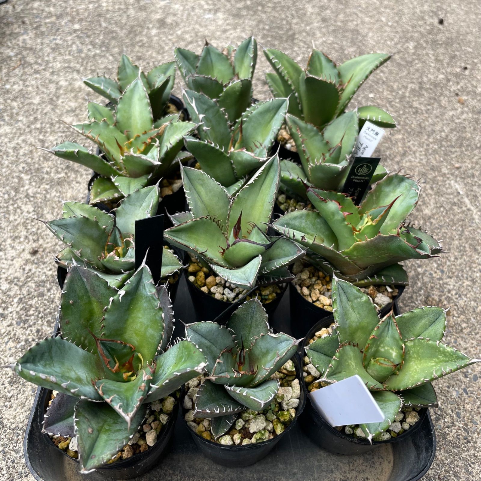 DP43アガベオテロイ2024実生選抜12株セット agave