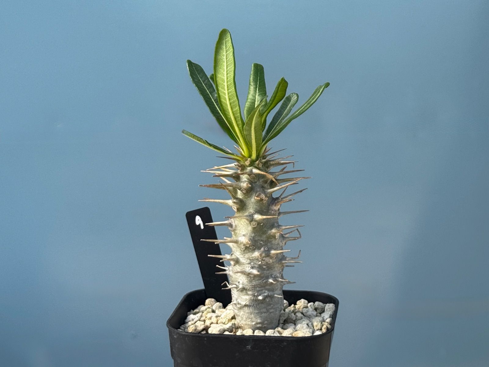 実生 アンボンゲンセ 超特大 美株 実生 アンボンゲンセ 超特大 美株