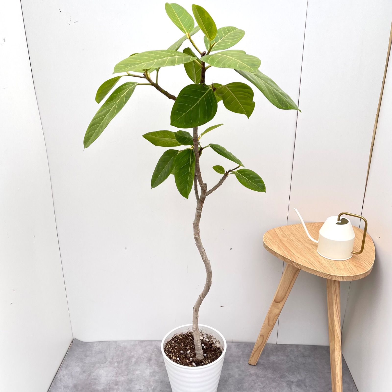 希少美株】ユーフォルビアトルチラマ 実生 サボテン 多肉植物 塊根